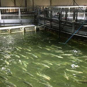 Do combined ozonation and foam fractionation improve fish condition in RAS?