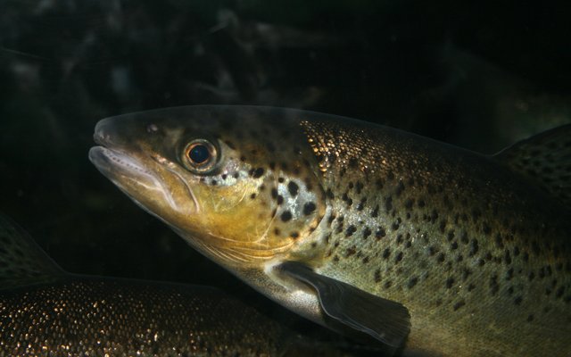 Low-cost test to detect IHNV in trout
