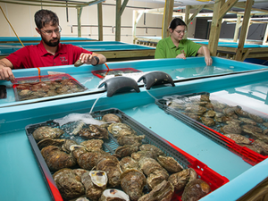 US university leading $14 million effort to produce more resilient oyster broodstock