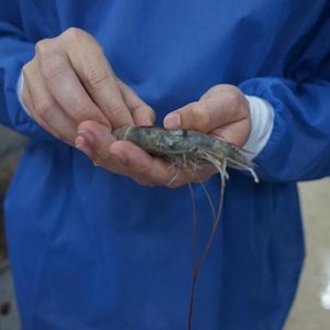 International project accelerates shrimp growth through genetics