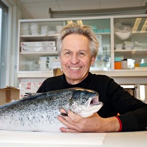 Researchers found sterile salmon as healthy as fertile salmon