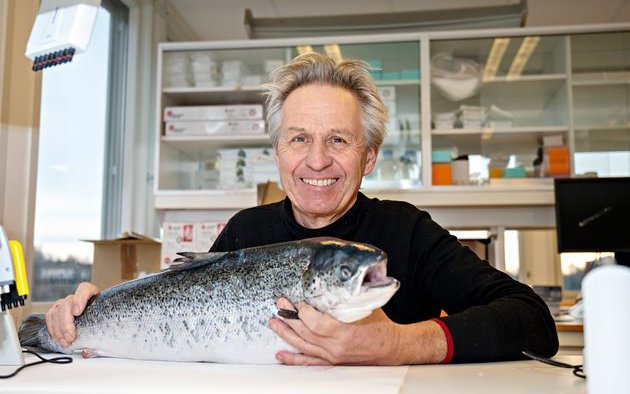Researchers found sterile salmon as healthy as fertile salmon