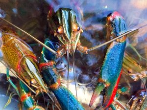 Australian Crayfish Hatchery announces investment opportunities