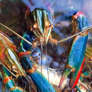Australian Crayfish Hatchery announces investment opportunities