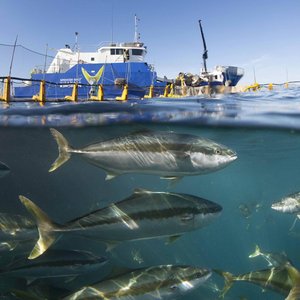 ASC consultation on new requirements to improve welfare of farmed fish