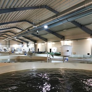 International partnership to leverage high-tech RAS fish farms