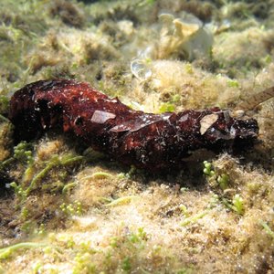 Can sea cucumbers remove organic waste from fish farms?