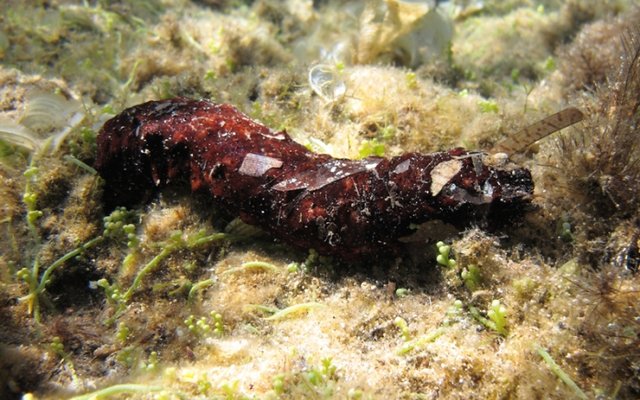 Can sea cucumbers remove organic waste from fish farms?