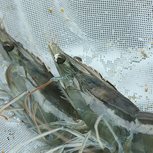 Blue Aqua Internationals new online platform to share practical knowledge in shrimp farming