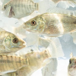 Study finds improved fish health and profits by using Streptococcosis resistant tilapia