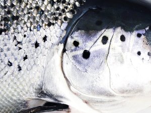 Norway almost eradicates antibiotics in salmon farming