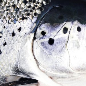 Norway almost eradicates antibiotics in salmon farming
