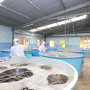 Minh Phu invests $2 million in hatchery subsidiary