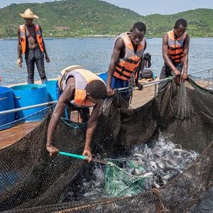 Kenya to develop its first aquaculture data management platform
