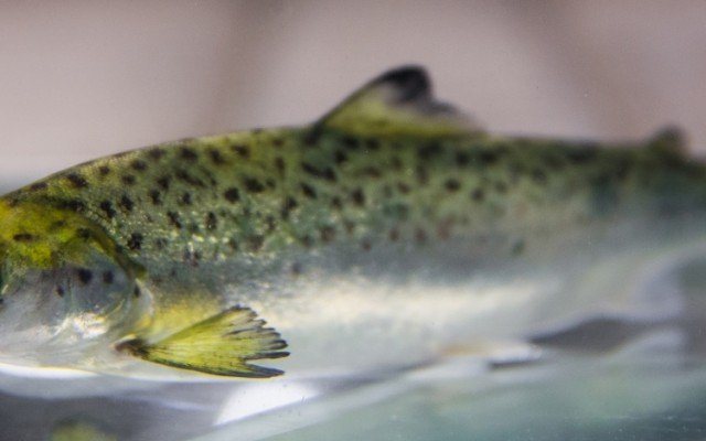 Researchers pave the way for breeding robust salmon to climate change