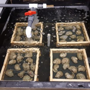 Texas to ramp up oyster farming