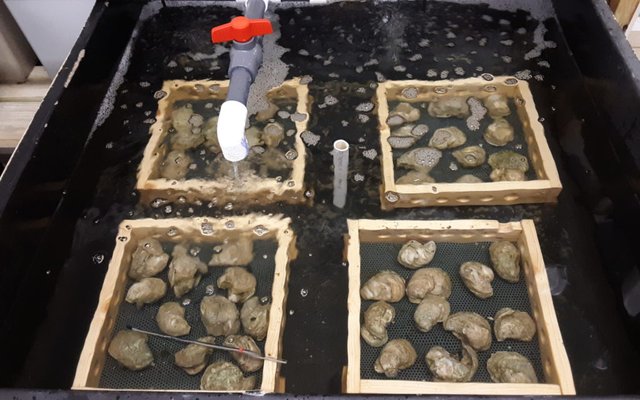 Texas to ramp up oyster farming