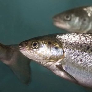 AquaBounty selects Ohio for its new RAS salmon farm