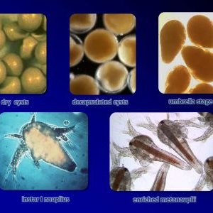 Webinar on the status of Artemia cyst use in fish and crustacean hatcheries