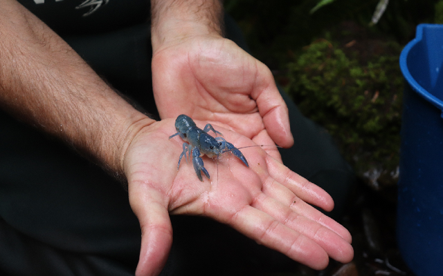 Worlds first release of captive-reared juvenile giant freshwater crayfish