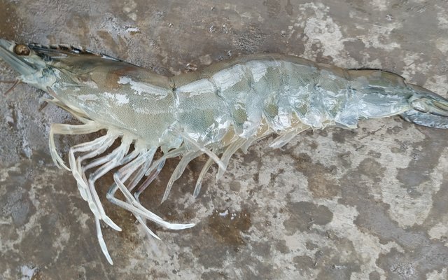 Vietnam to prevent the entry of deadly shrimp virus