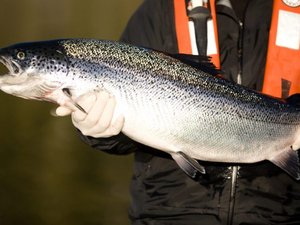Salmon juveniles culled after ISA detection