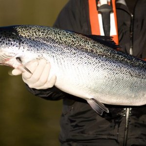 Salmon juveniles culled after ISA detection