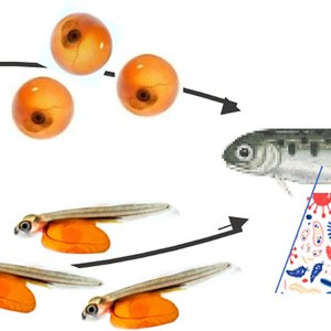 Early life stress causes persistent impacts on the microbiome of Atlantic salmon