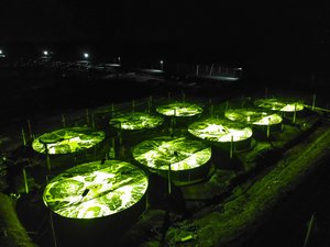 LED lighting can improve shrimp production