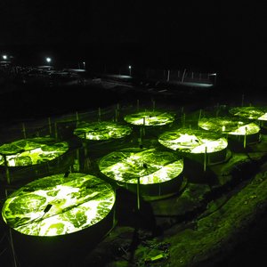 LED lighting can improve shrimp production
