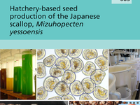 Hatchery-based seed production of the Japanese scallop