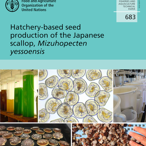 Hatchery-based seed production of the Japanese scallop