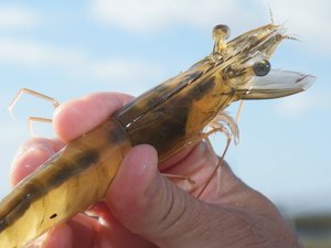 Kona Bay supplies shrimp broodstock to India amid lockdown