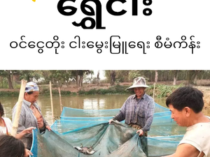 Mobile app connects Myanmar fish farmers with aquaculture information