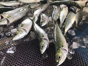 Nissui harvests first land-based farmed mackerel