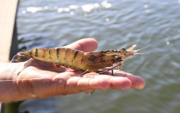 World-first mapping of the Aussie tiger prawn genome