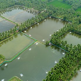 India inaugurates electronic marketplace for aquaculture farmers