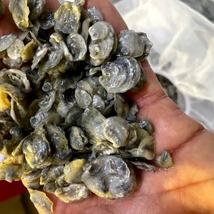 Orkney Shellfish Hatcherys first stock of native flat oyster spat released into Scottish seas