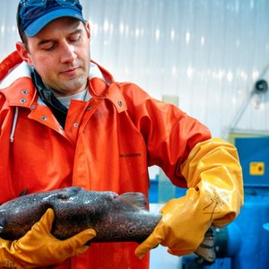 New US program to speed salmon breeding