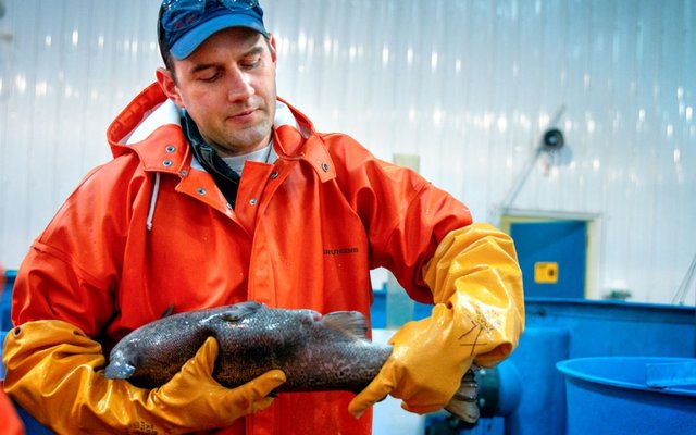 New US program to speed salmon breeding