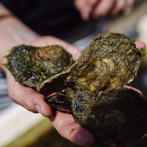 First native oyster restoration hatchery opens in the UK