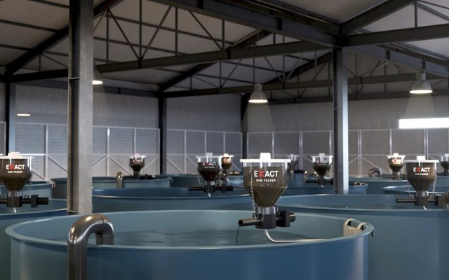 New feeding solutions for fish hatcheries
