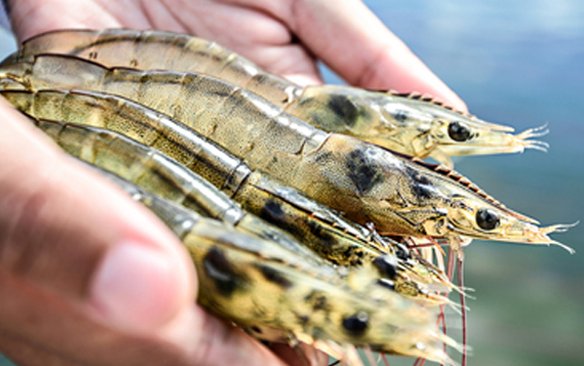 MPEDA certifies first shrimp hatchery through SAPHARI