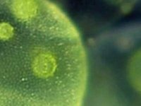 Microalgae strain catalogue