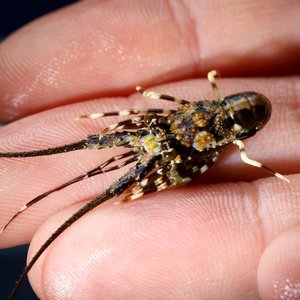 New research hub to boost Aussie lobster aquaculture