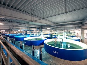 Sweden plans 100,000 ton salmon RAS farm