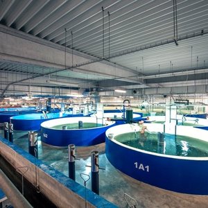 Sweden plans 100,000 ton salmon RAS farm