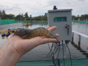 02. Shrimp from HyrdroNeo's research and development farm