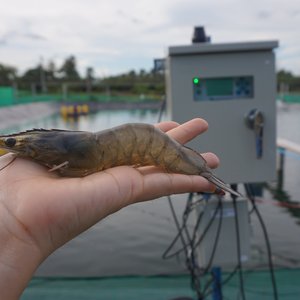 02. Shrimp from HyrdroNeo's research and development farm