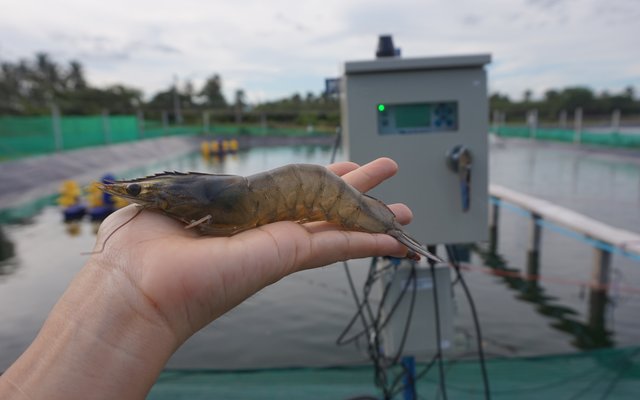 02. Shrimp from HyrdroNeo's research and development farm